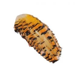 SHOR Fishing Feathers Golden Pheasant Tippet #1